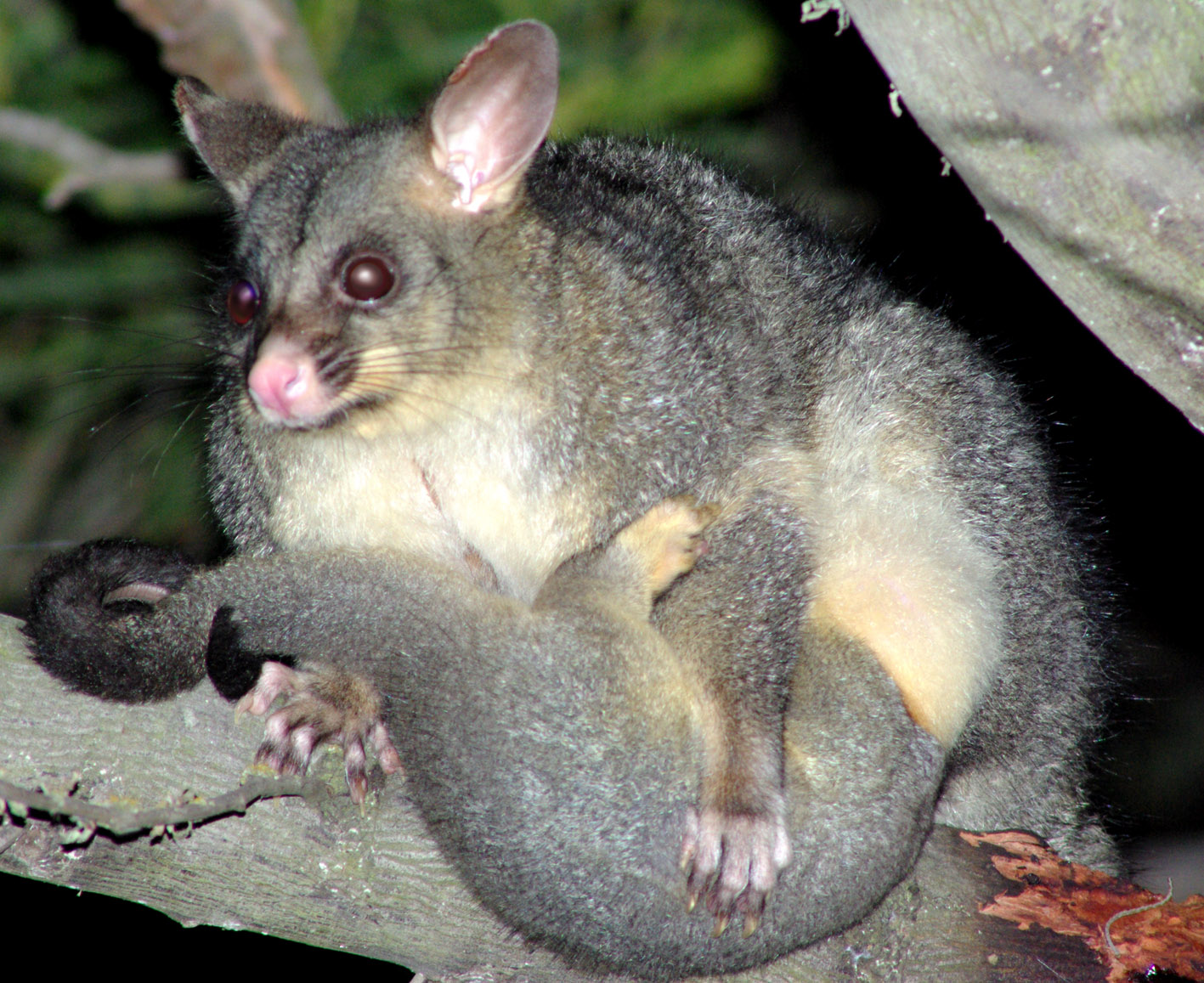 Brushtail Possum