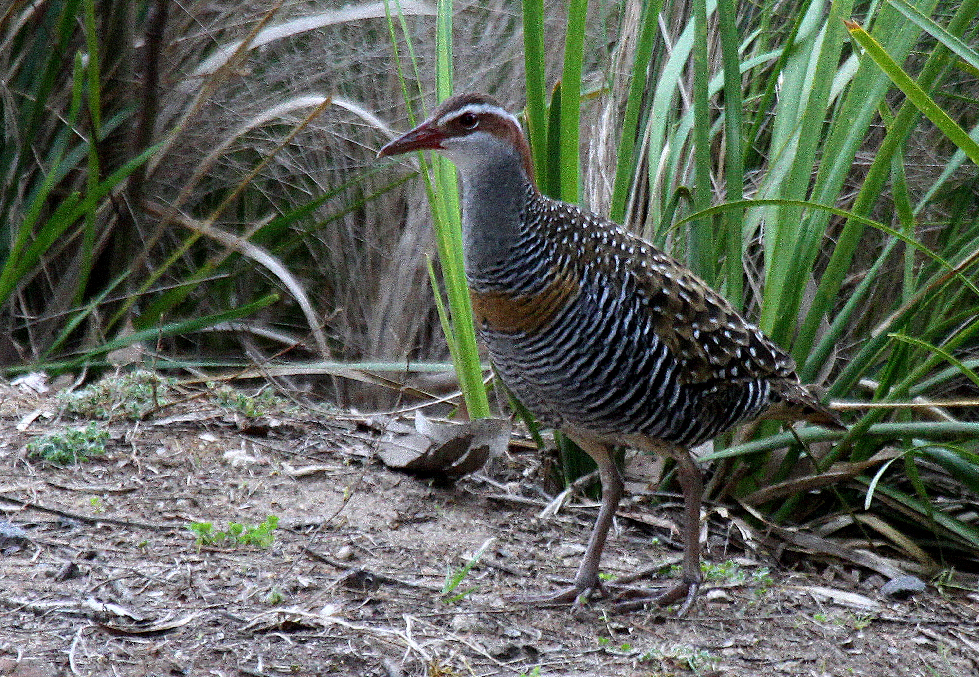 Buff-banded Rail