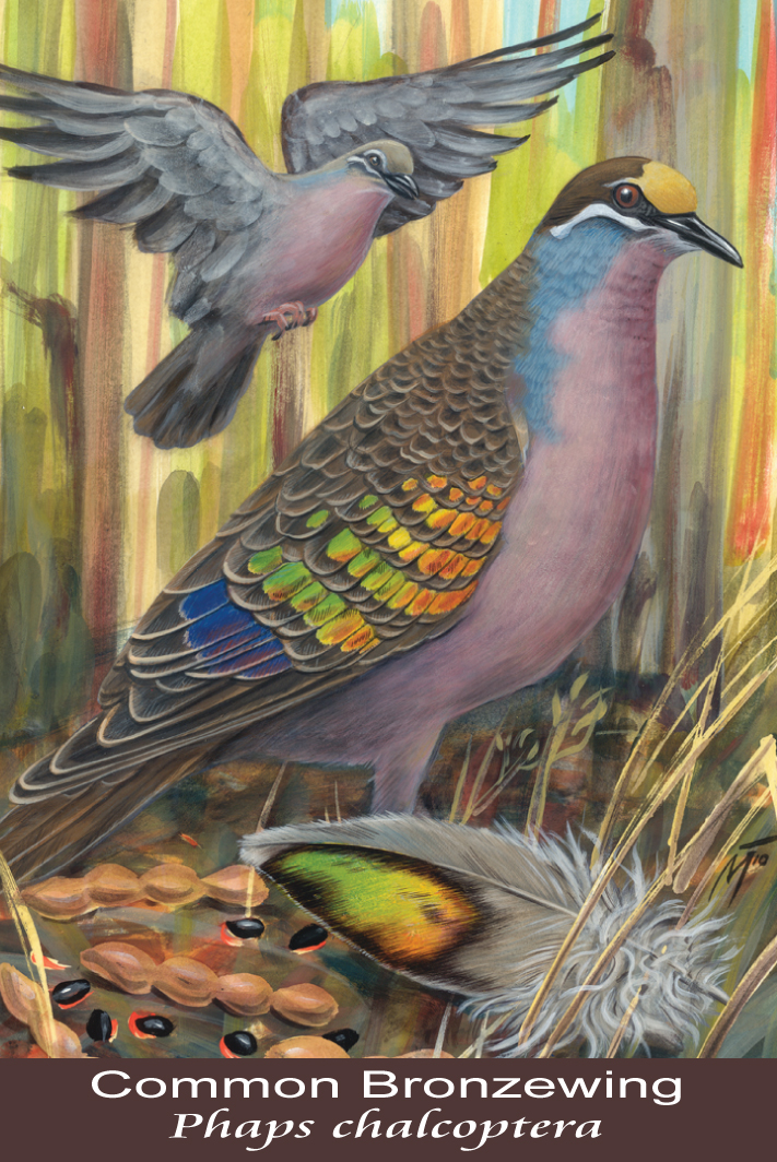 Common Bronzewing