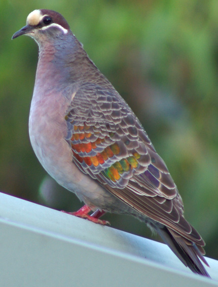 Common Bronzewing