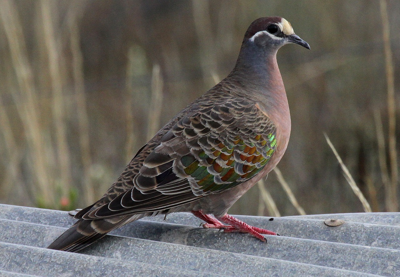 Common Bronzewing