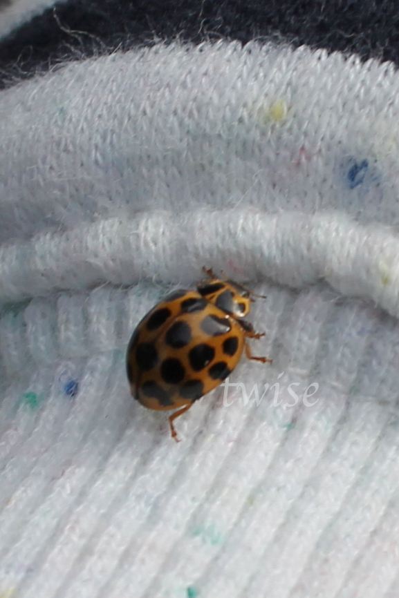 Common Spotted Ladybird
