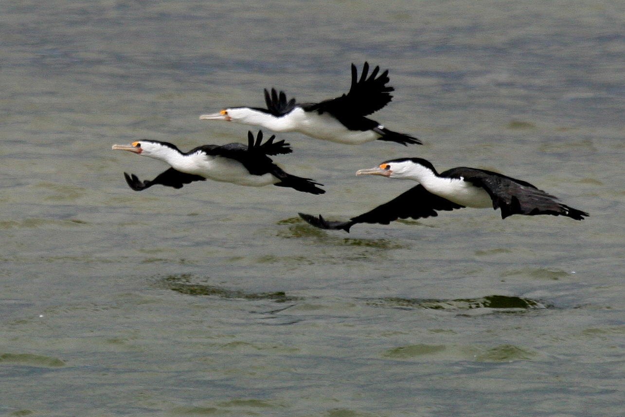 Pied Cormorant