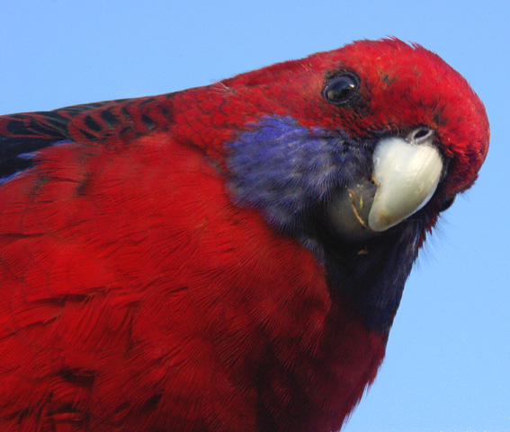 Crimson Rosella