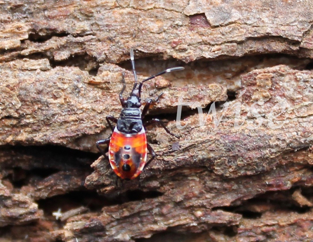 Harlequin Bug