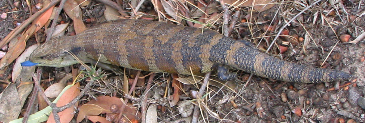 Eastern Blue-tongue Lizard