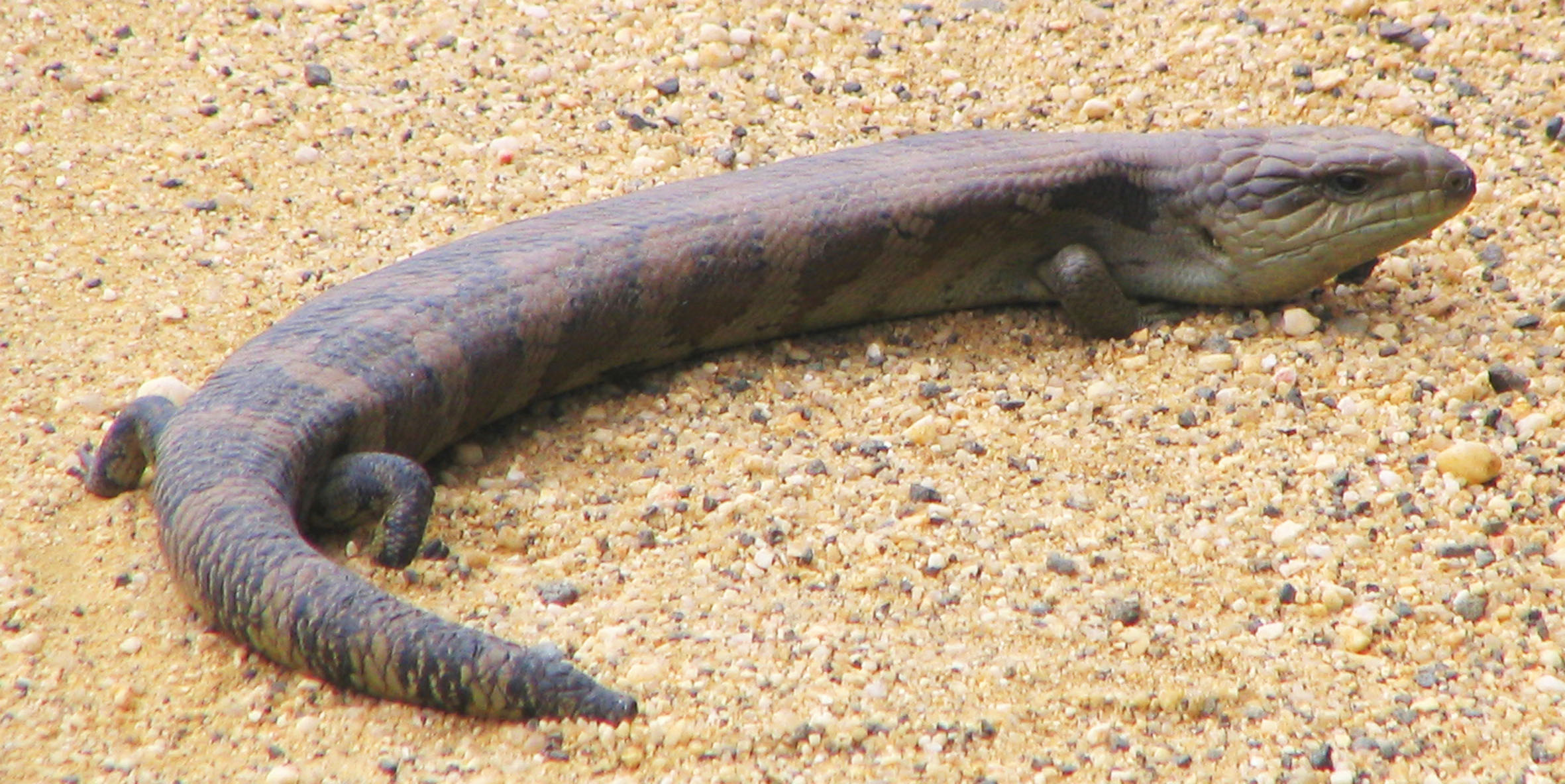 Eastern Blue-tongue Lizard