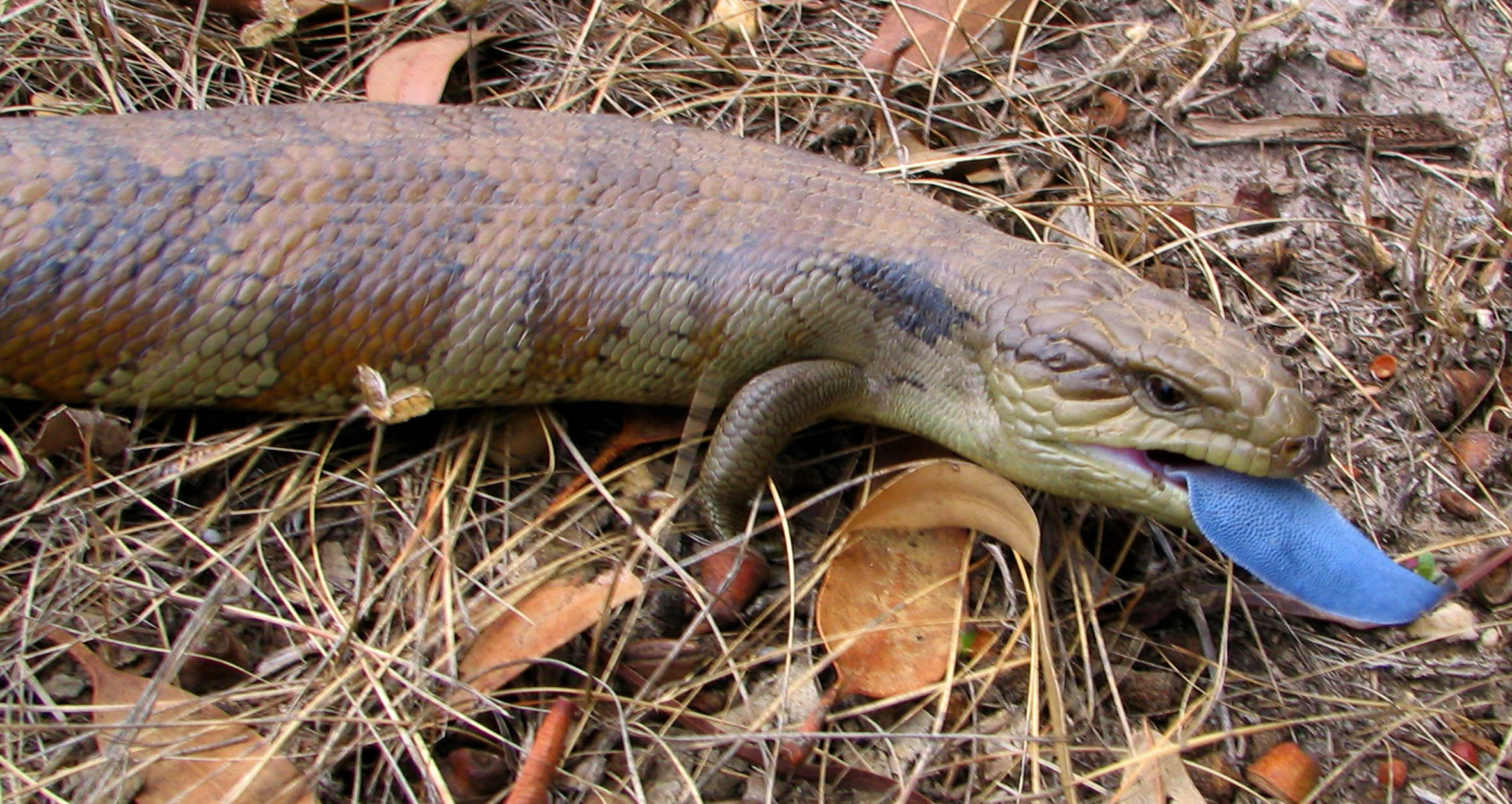 Eastern Blue-tongue Lizard