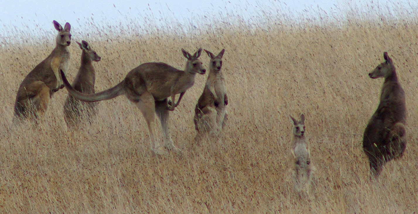 Eastern Grey kangaroo