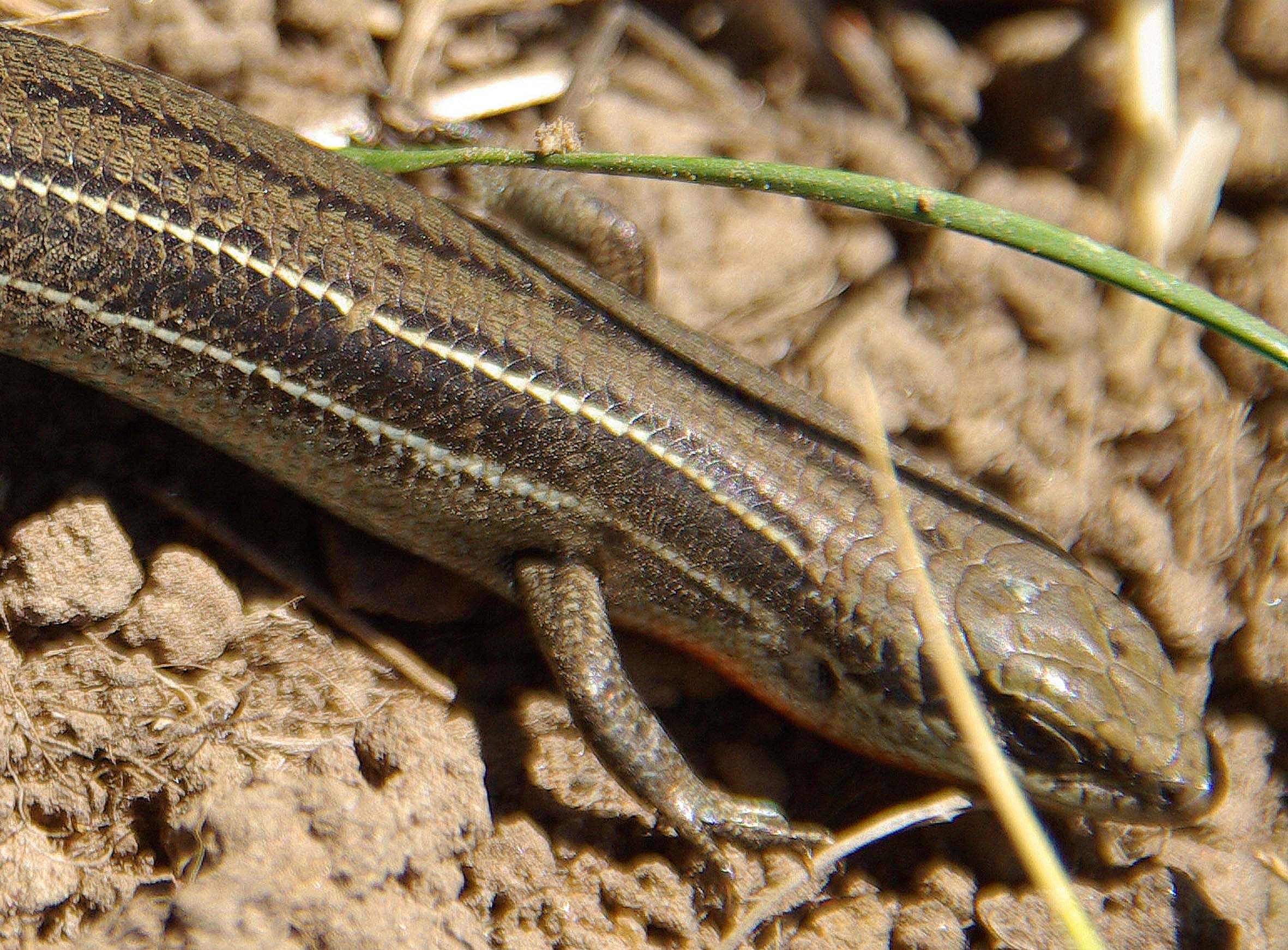 Eastern Three-lined Skink