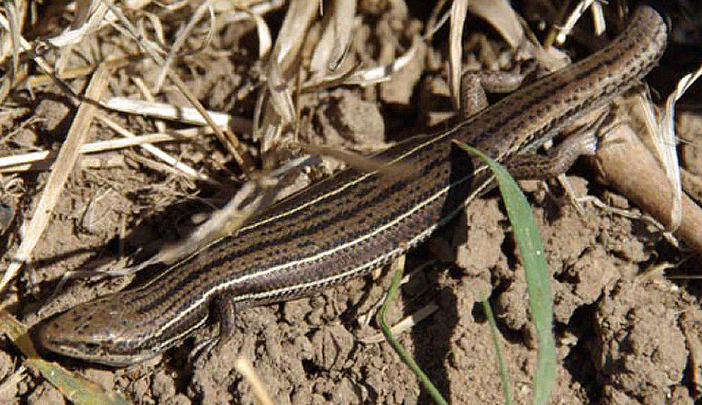 Eastern Three-lined Skink