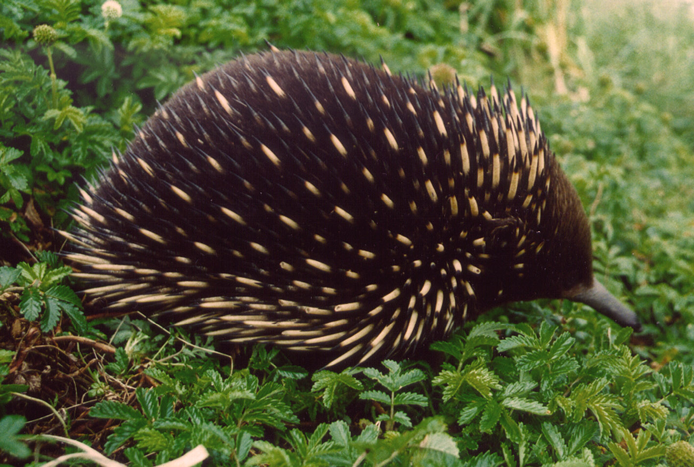 Short-beaked Echidna