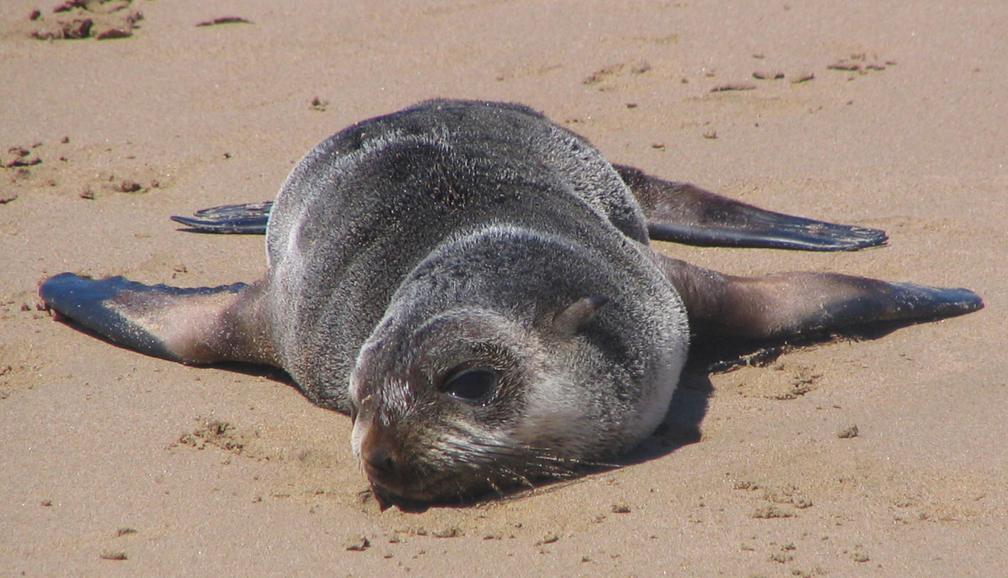 Australian Fur Seal