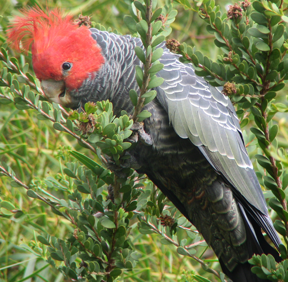 Gang-gang Cockatoo