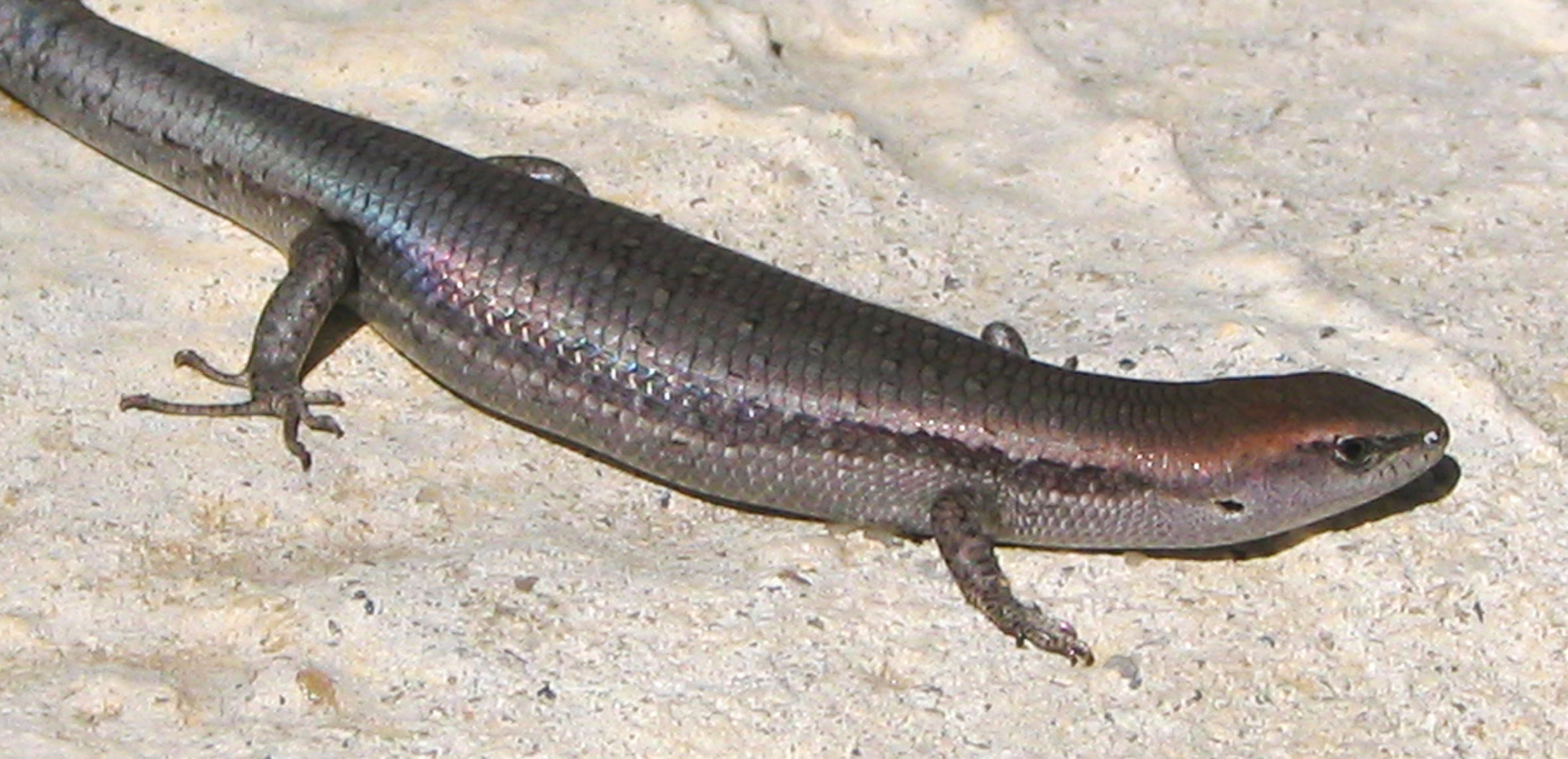 Garden  Skink