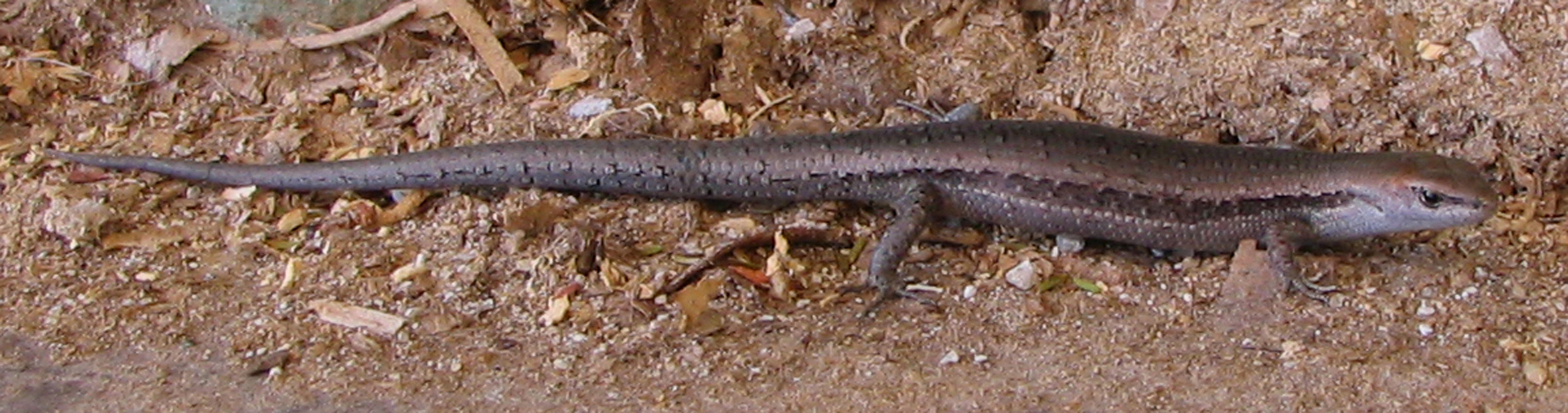 Garden  Skink