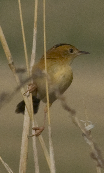 Golden-headed Cisticola