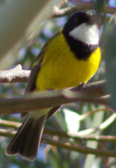 Golden Whistler