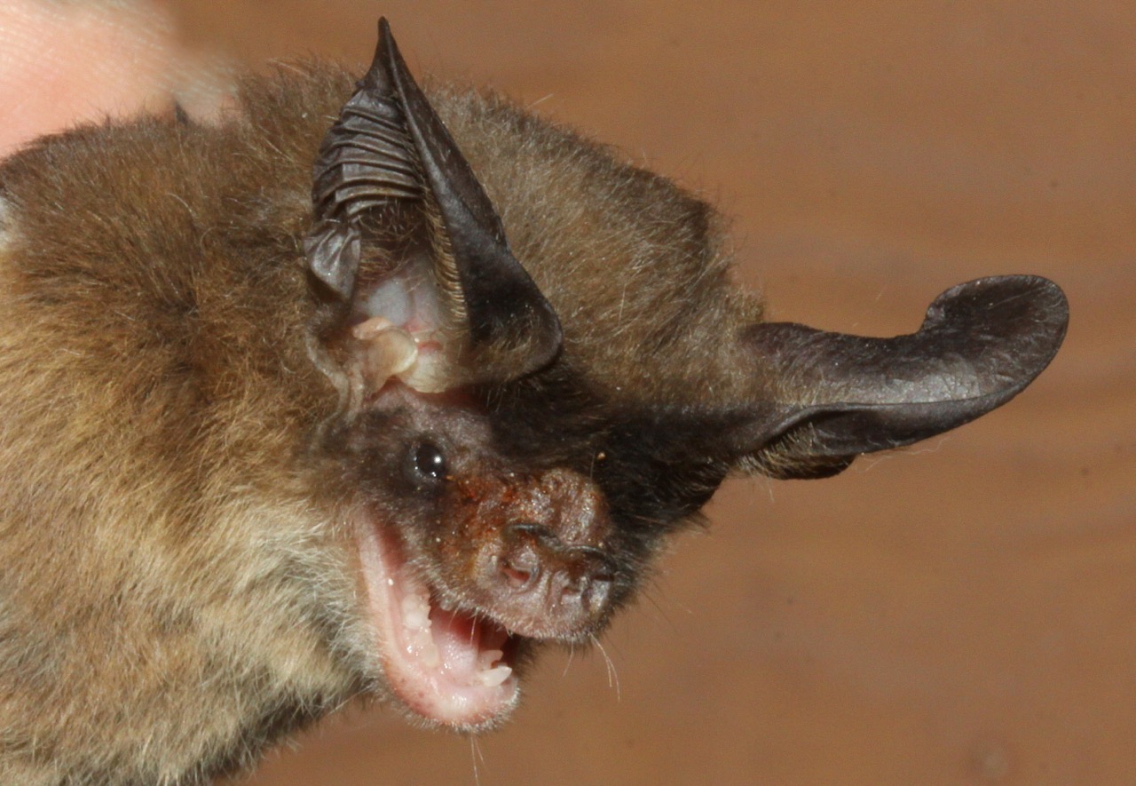 Lesser Long-eared bat and Gould’s Long-eared bat