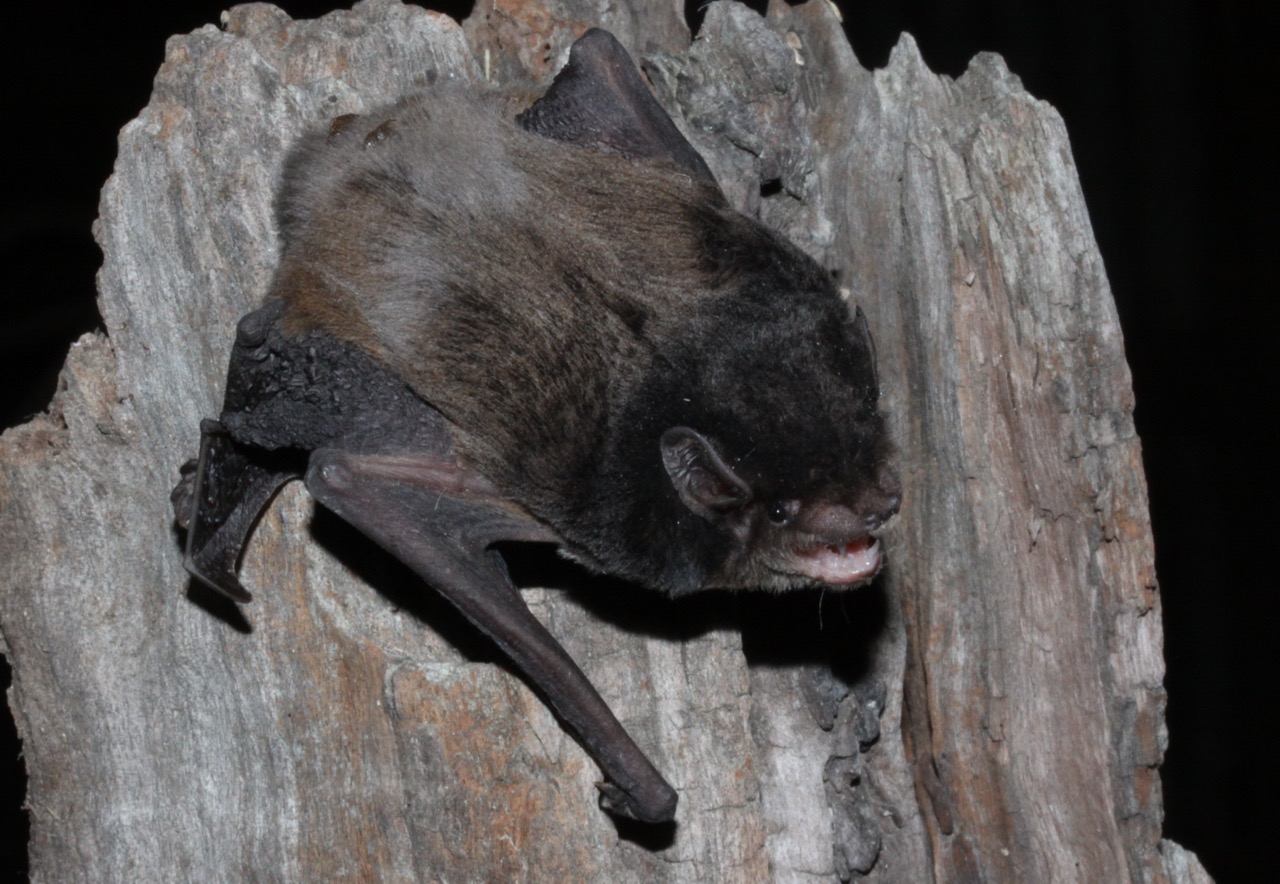 Chocolate Wattled Bat and Gould’s Wattled Bat