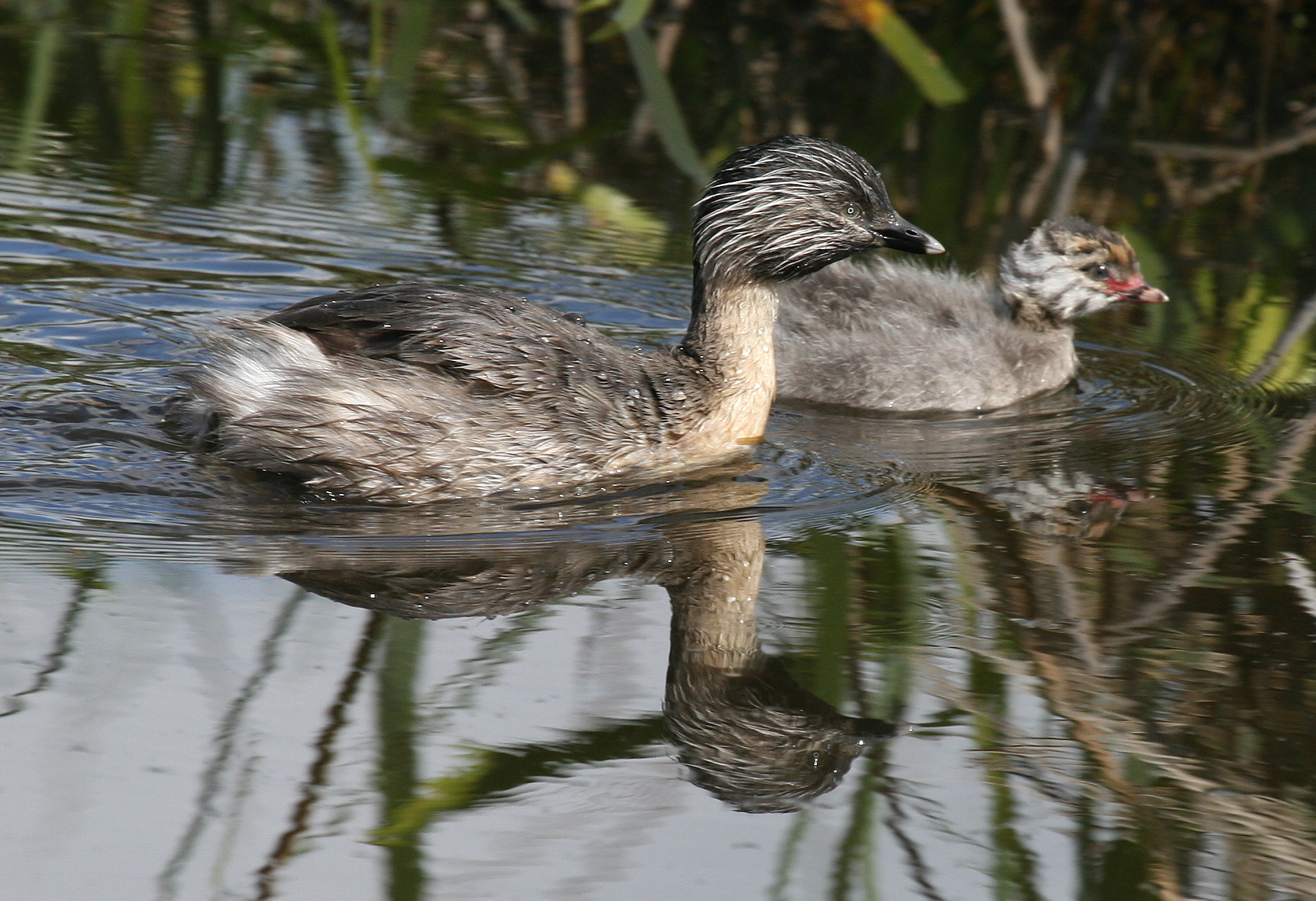 Hoary-headed Grebe