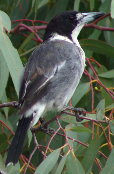 Grey Butcherbird