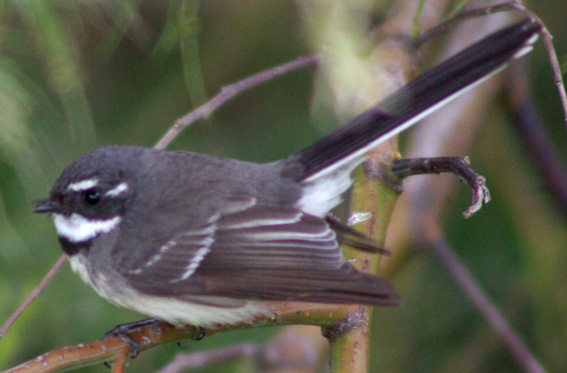 Grey Fantail