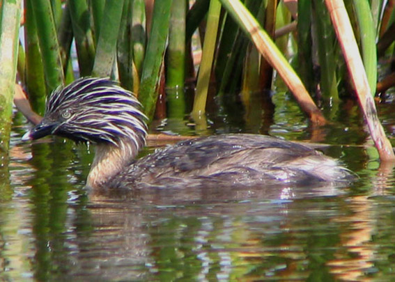 Hoary-headed Grebe