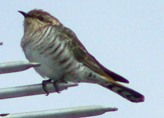 Horsfield's Bronze-cuckoo