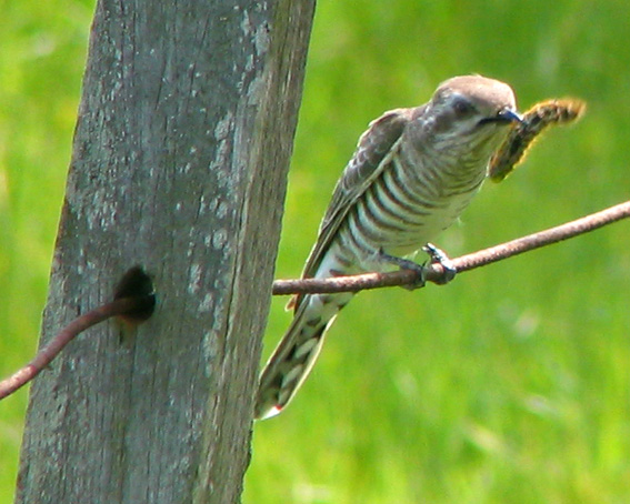 Horsfield's Bronze-cuckoo