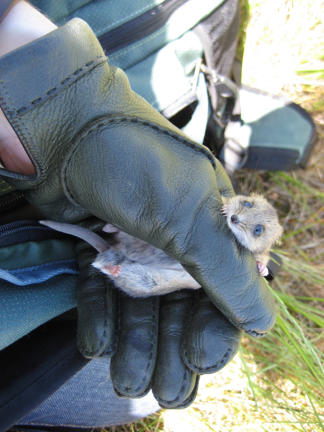 Fat-tailed Dunnart