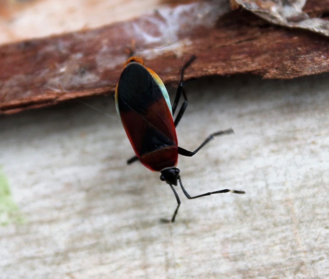 Harlequin Bug