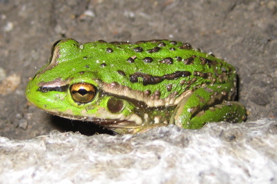 Growling Grass Frog