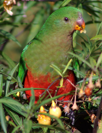 Australian King-parrot