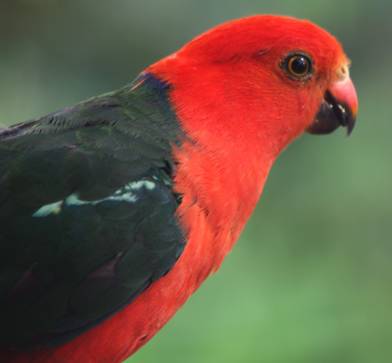 Australian King-parrot