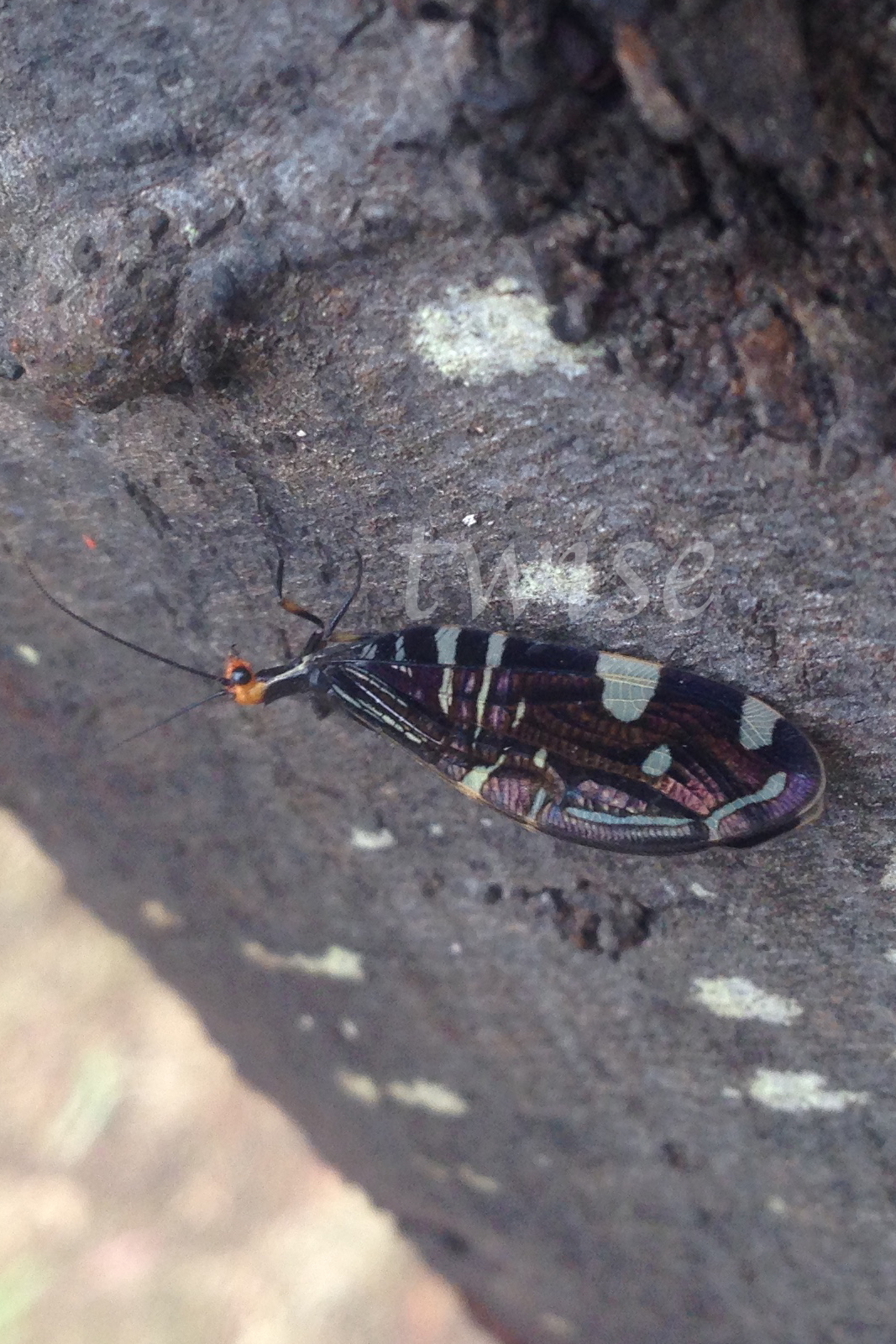 Lacewing, Osmylids,  Pied Lacewing