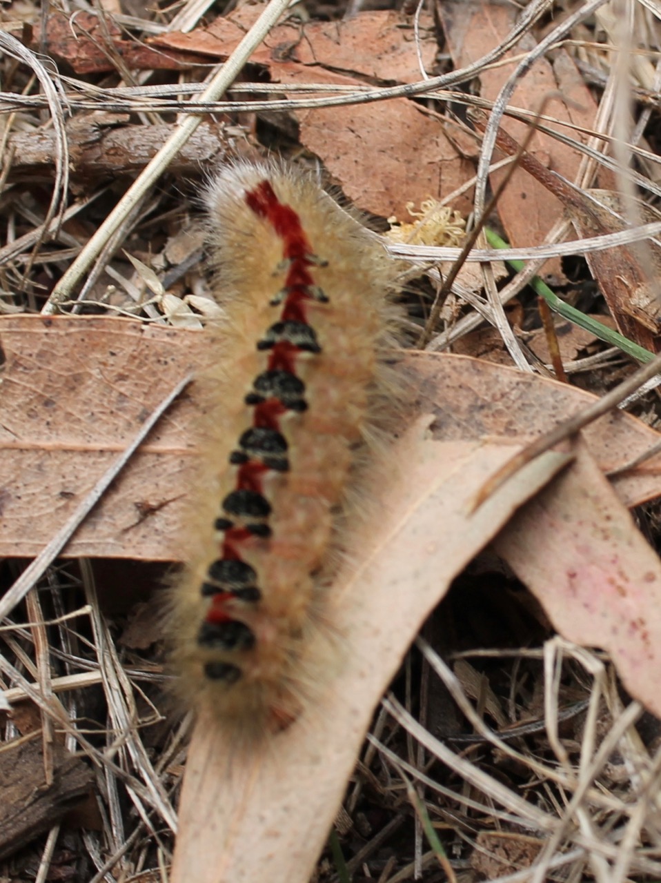 Sparshall's Moth