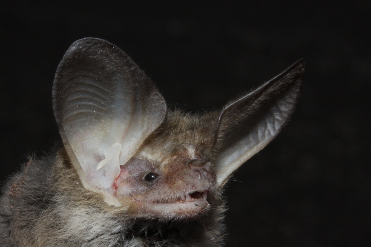 Lesser Long-eared bat and Gould’s Long-eared bat