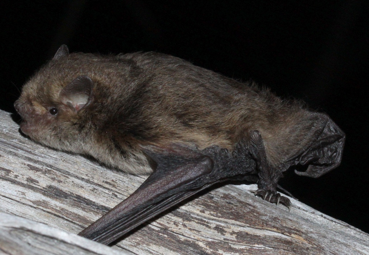 Little Forest Bat, Large Forest Bat and Southern Forest Bat