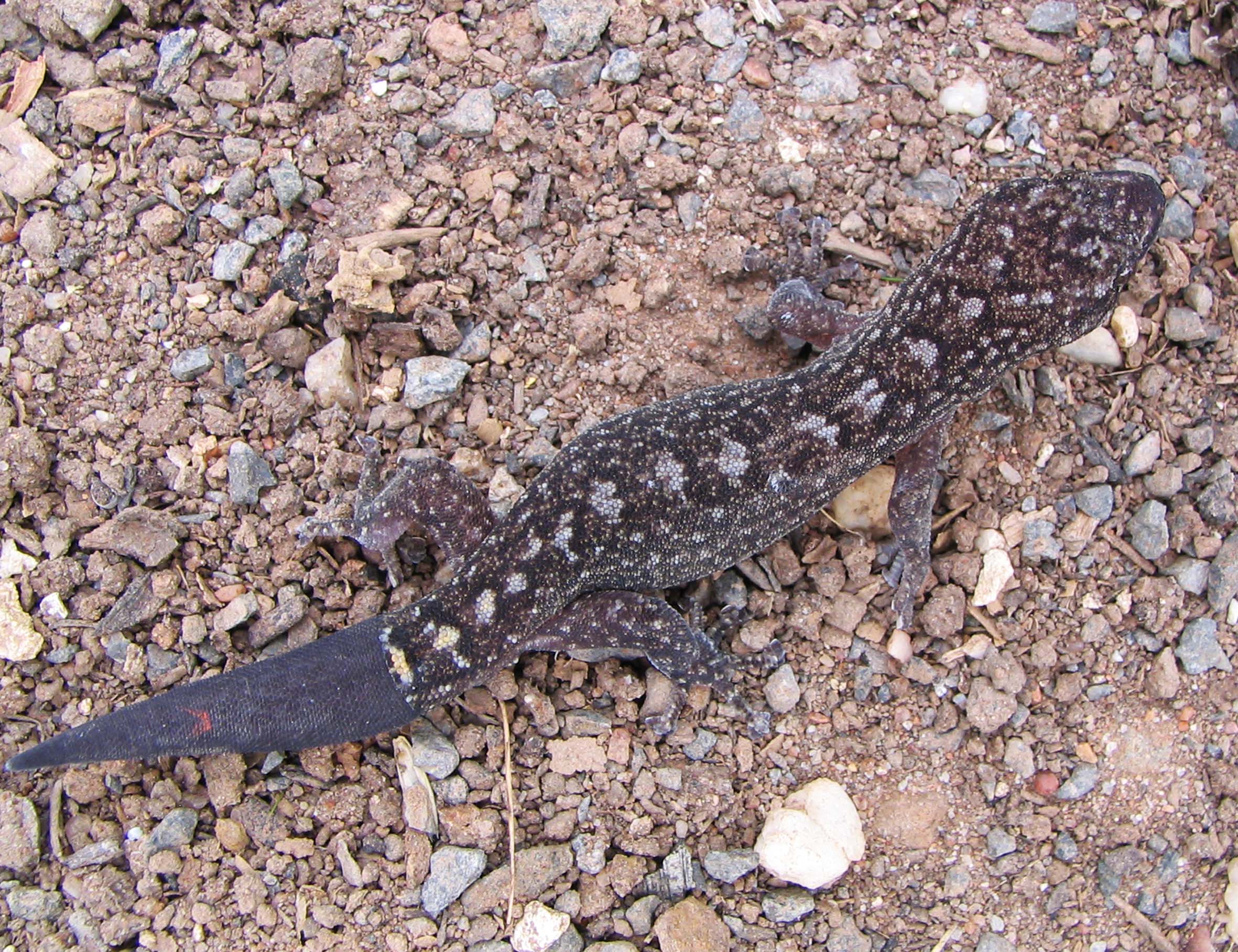 Marbled Gecko