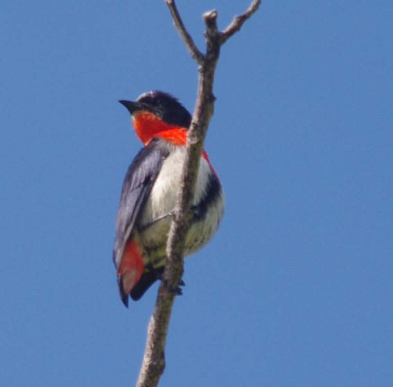 Mistletoebird