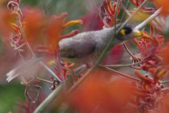 Noisy Miner