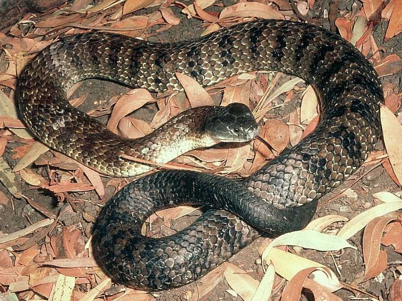 Tiger Snake