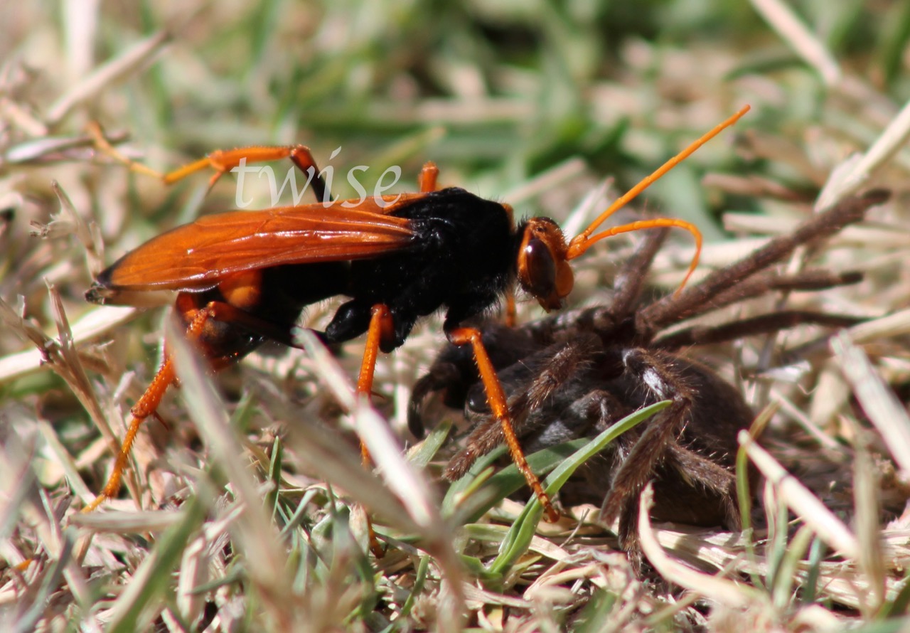 Spider Hunting Wasp
