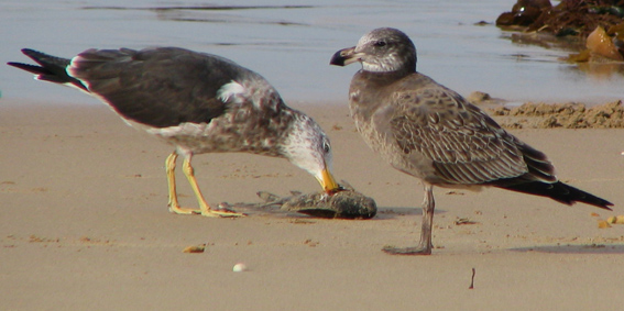 Pacific Gull