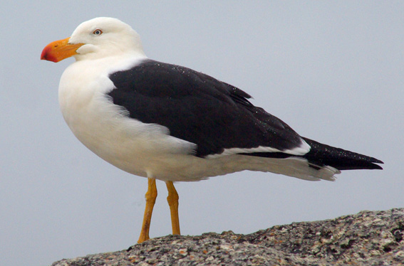 Pacific Gull