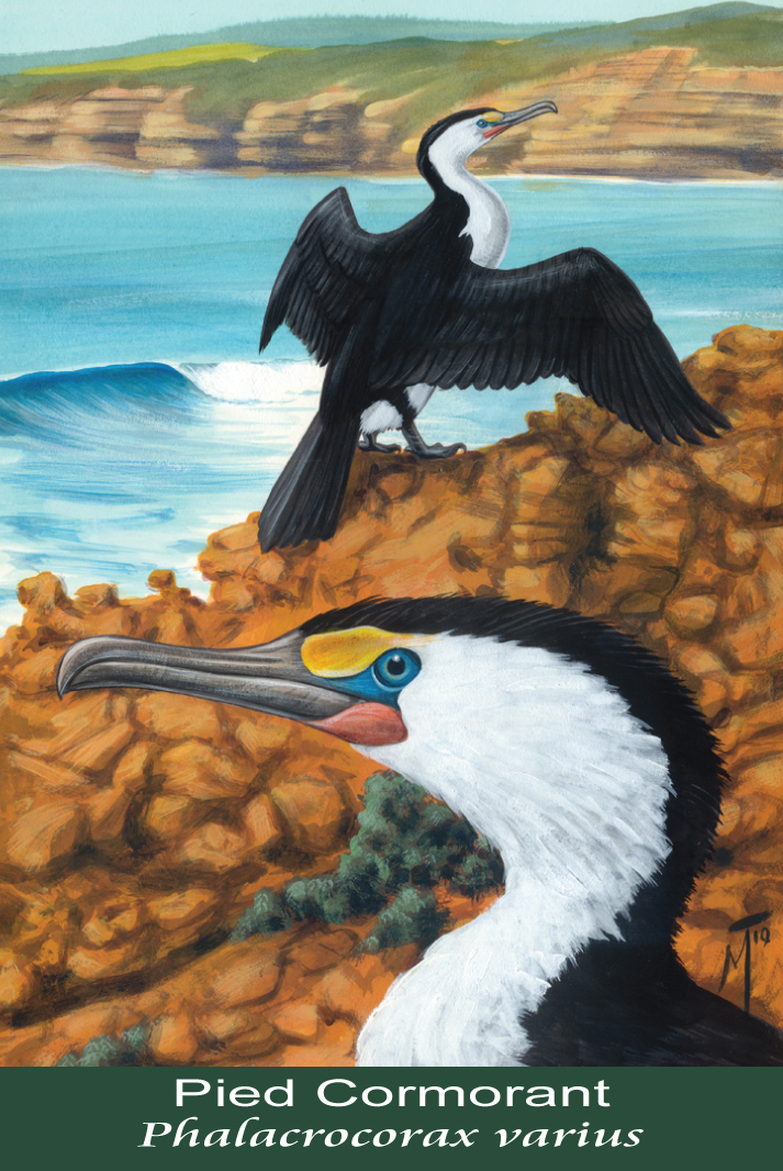 Pied Cormorant