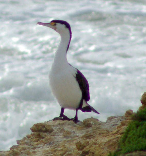 Pied Cormorant