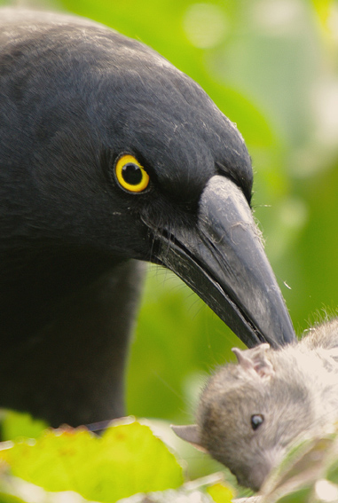 Pied Currawong