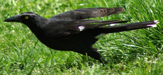 Pied Currawong